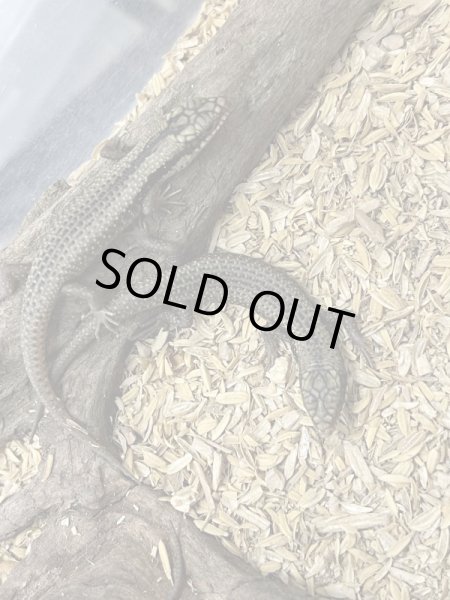 画像2: ストリオラータイワトカゲ (2)