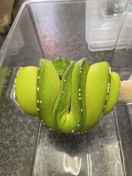 画像3: グリーンツリーパイソン　メラウケ (3)