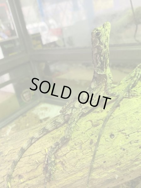 画像2: エリマキトカゲ (2)