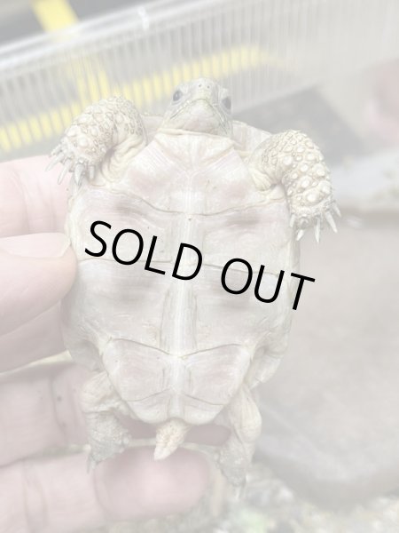 画像3: マルギナータリクガメ リューシ (3)