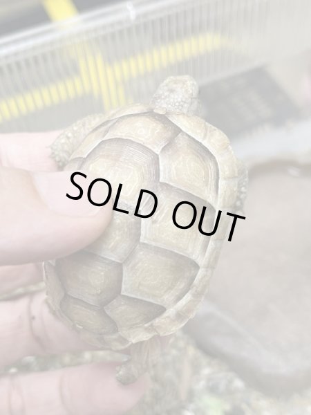 画像2: マルギナータリクガメ リューシ (2)