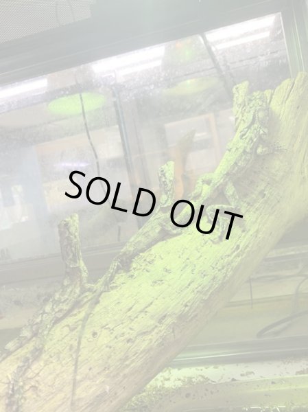 画像3: エリマキトカゲ (3)