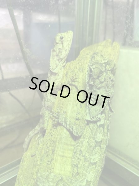 画像4: エリマキトカゲ (4)