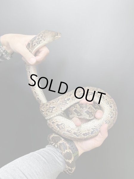 画像2: キューバボア　♂繁殖経験あり (2)