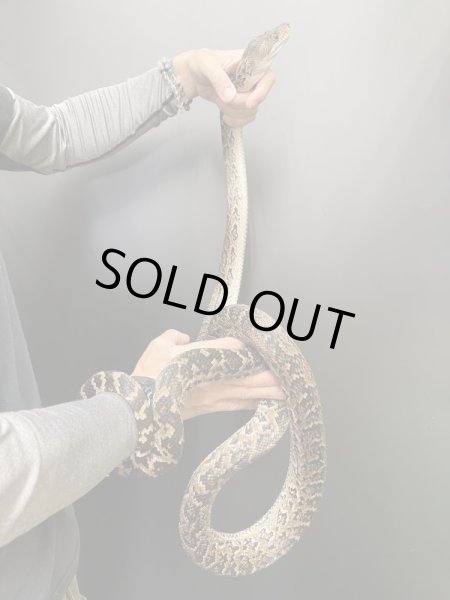 画像3: キューバボア　♂繁殖経験あり (3)