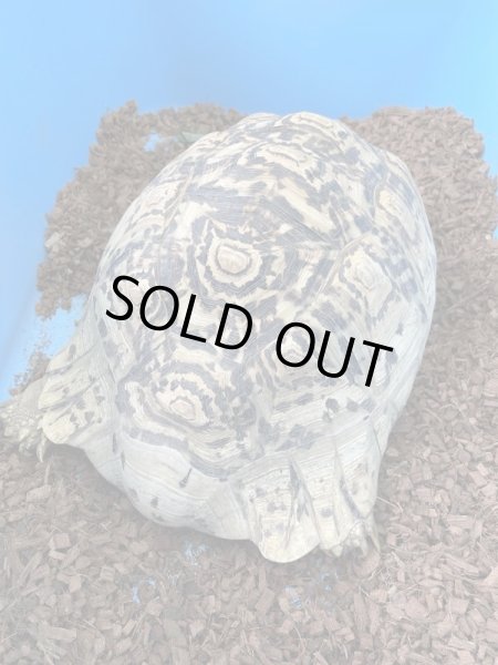 画像2: ソマリアリクガメ♀甲長43cm (2)