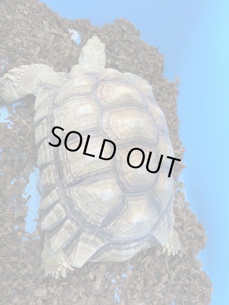 画像2: ケヅメリクガメ♂甲長32cm (2)