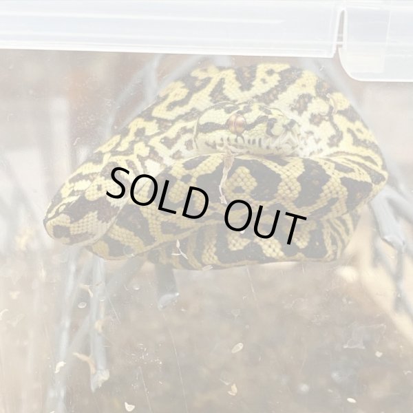 画像4: カーポンドロ(グリーンツリーパイソン×ジャングルカーペットパイソン) (4)