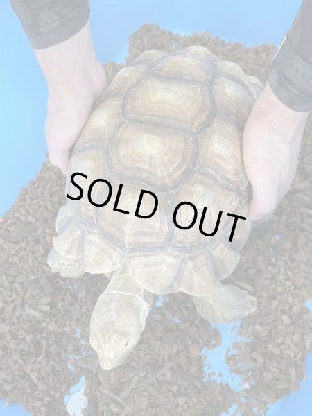 画像3: ケヅメリクガメ♂甲長32cm (3)