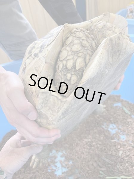 画像3: ソマリアリクガメ♀甲長43cm (3)