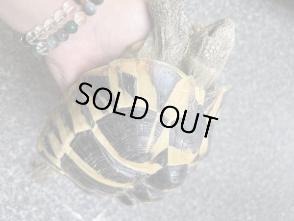 画像2: ヒガシヘルマンリクガメ　アダルト♀ (2)