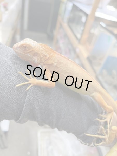 画像2: t-レッド サンセットアルビノイグアナ (2)