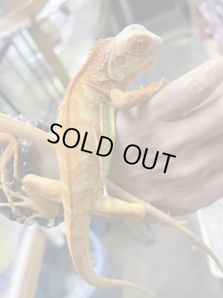画像3: t-レッド サンセットアルビノイグアナ (3)