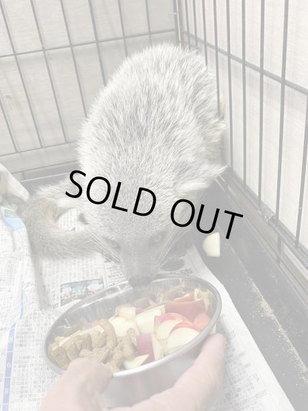 画像2: ビントロング　ジャワ　シルバー　ベビー (2)