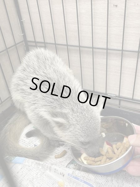 画像3: ビントロング　ジャワ　シルバー　ベビー (3)