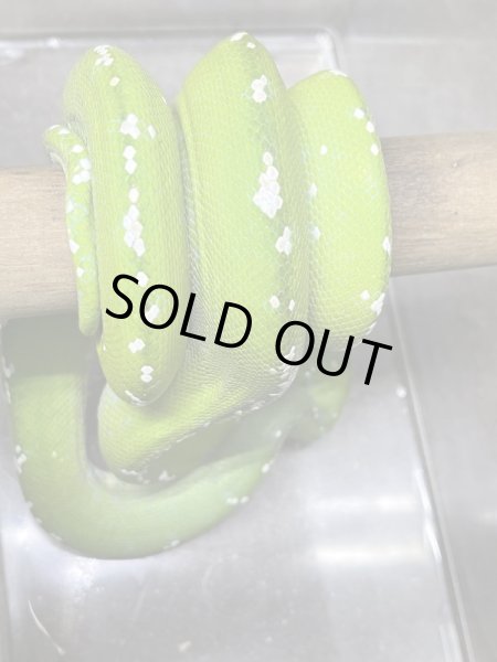 画像2: グリーンツリーパイソン　アルー♀ (2)