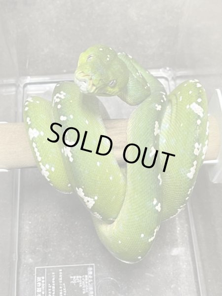 画像3: グリーンツリーパイソン　アルー♀ (3)