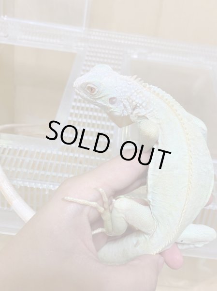 画像4: スノーイグアナ(T-アルビノアザンティックイグアナ) (4)