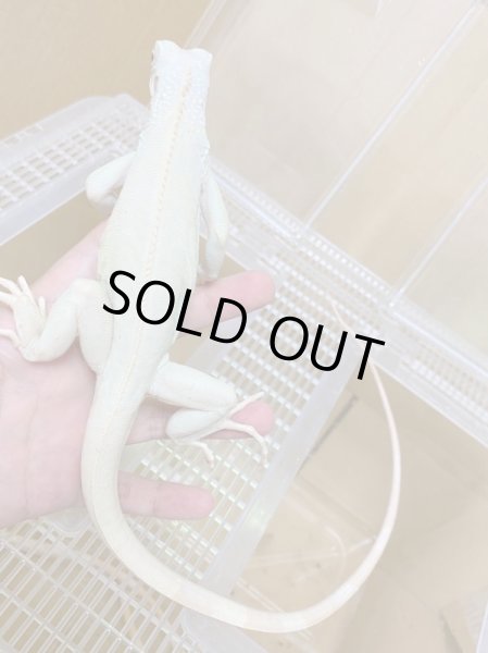 画像3: スノーイグアナ(T-アルビノアザンティックイグアナ) (3)