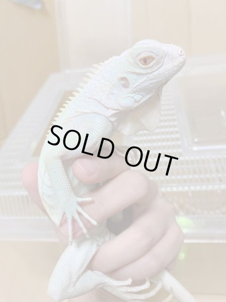 画像6: スノーイグアナ(T-アルビノアザンティックイグアナ) (6)