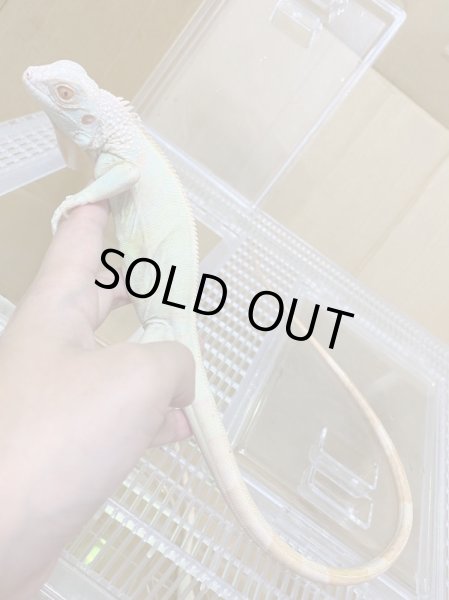 画像5: スノーイグアナ(T-アルビノアザンティックイグアナ) (5)