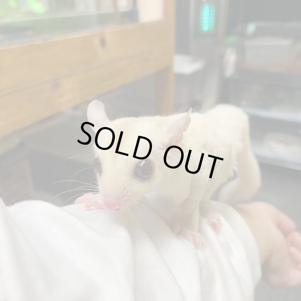 画像3: フクロモモンガ　クリミノホワイトフェイス♀ (3)