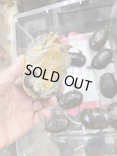 画像2: ハラガケガメ♂♀ (2)