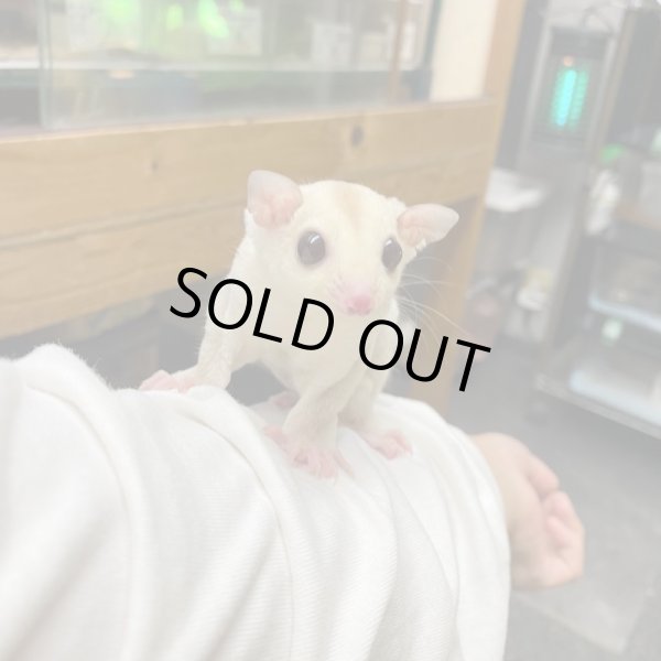 画像2: フクロモモンガ　クリミノホワイトフェイス♀ (2)