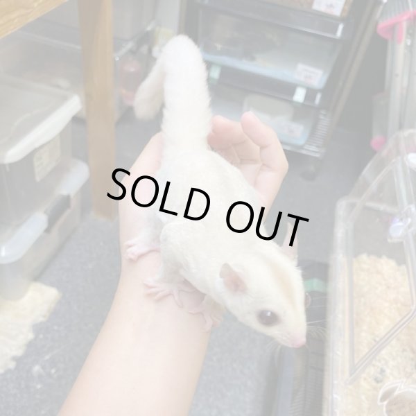 画像4: フクロモモンガ　クリミノホワイトフェイス♀ (4)