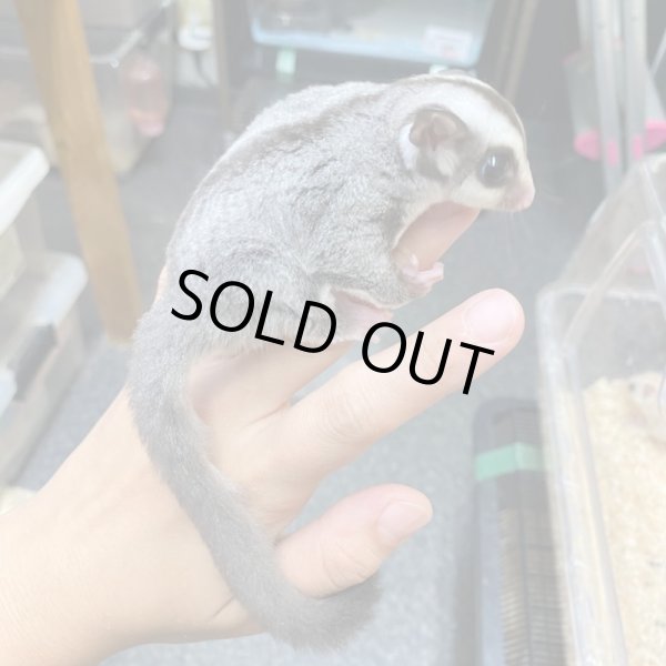 画像3: フクロモモンガ　♂ (3)