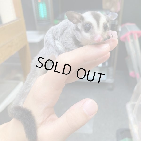 画像4: フクロモモンガ　♂ (4)