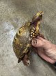 画像2: メキシコハコガメ 飼いこみWC♂ (2)