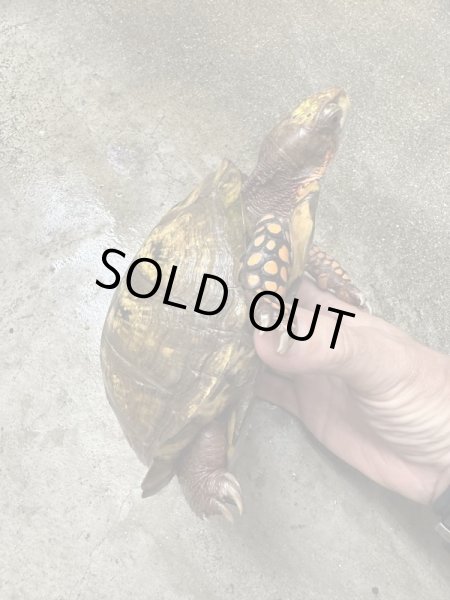 画像2: メキシコハコガメ 飼いこみWC♂ (2)