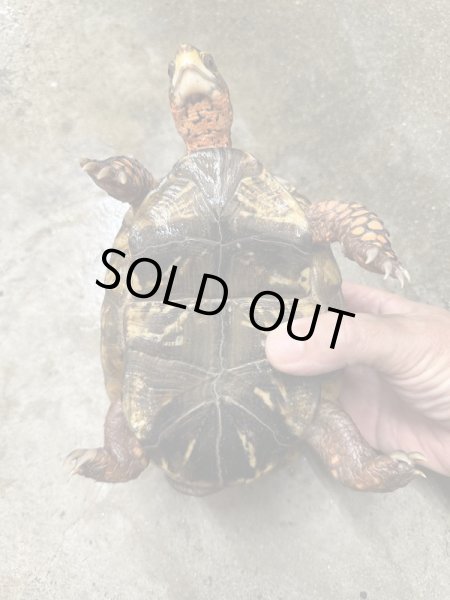 画像4: メキシコハコガメ 飼いこみWC♂ (4)