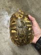 画像3: メキシコハコガメ 飼いこみWC♂ (3)