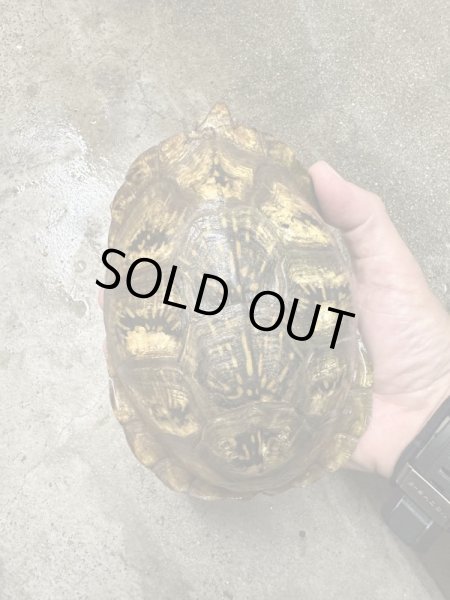 画像3: メキシコハコガメ 飼いこみWC♂ (3)