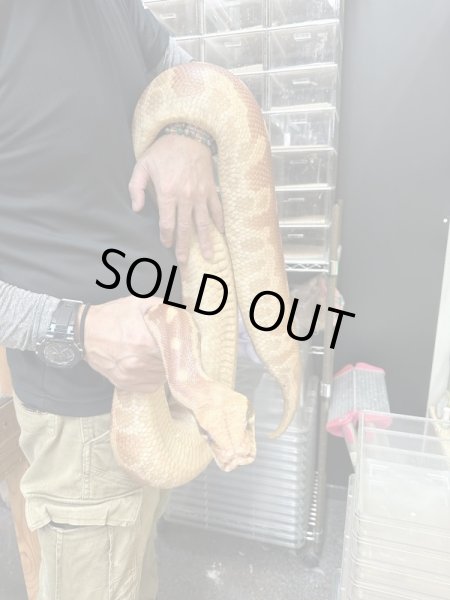 画像4: ブラッドパイソンT+アルビノ♀ (4)