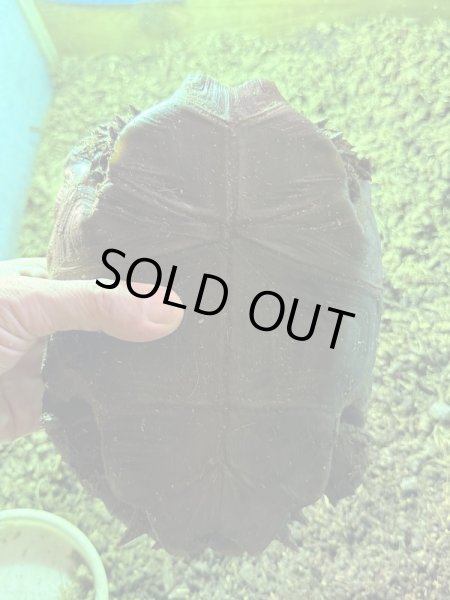 画像3: ビルマムツアシガメ (3)