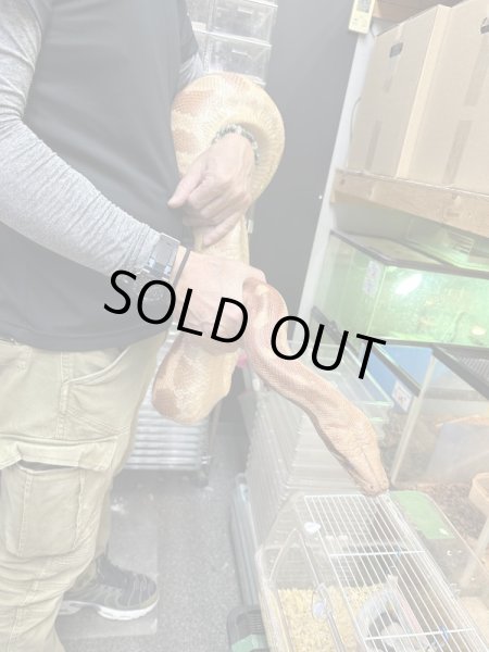 画像2: ブラッドパイソンT+アルビノ♀ (2)