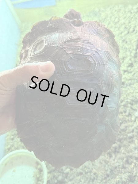 画像2: ビルマムツアシガメ (2)