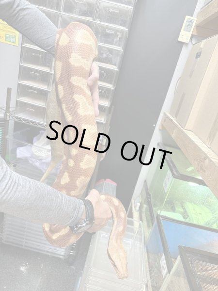 画像3: ブラッドパイソンT+アルビノ♀ (3)