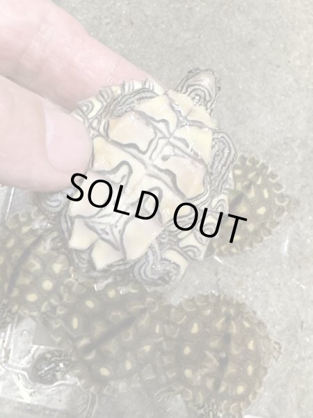 画像3: キマダラチズガメ (3)