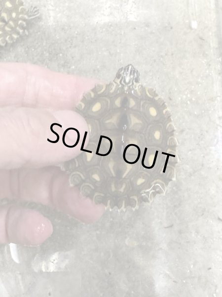 画像2: キマダラチズガメ (2)