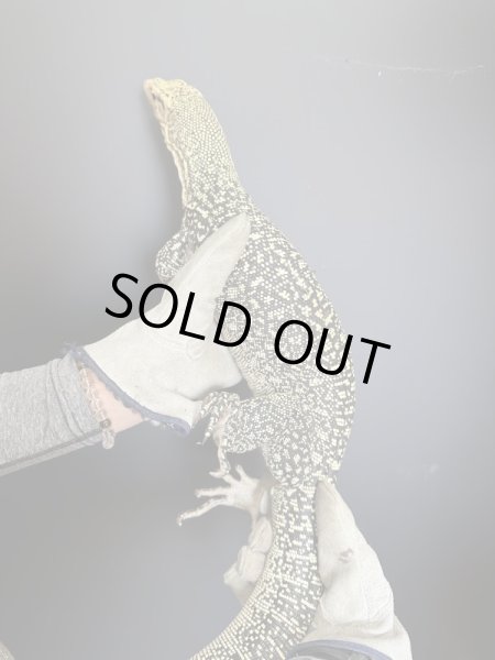 画像2: イエローヘッドモニター (2)