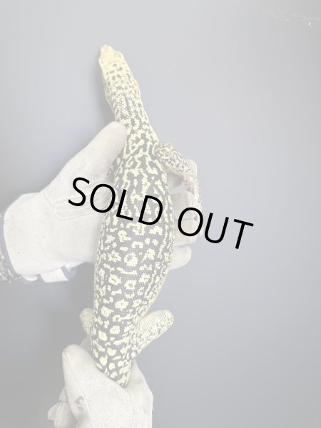 画像5: イエローヘッドモニター (5)