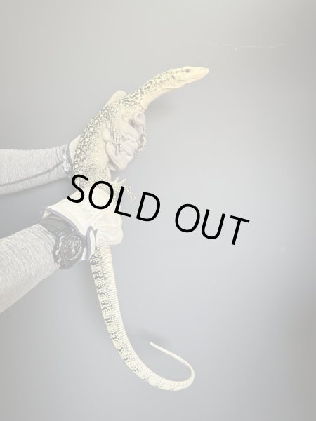 画像6: イエローヘッドモニター (6)