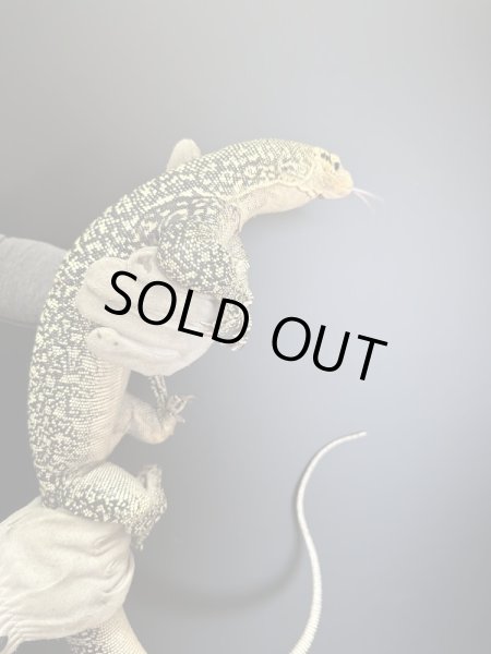 画像3: イエローヘッドモニター (3)