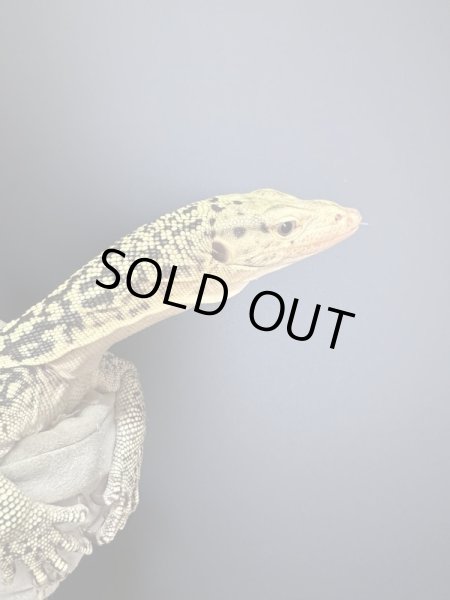 画像4: イエローヘッドモニター (4)