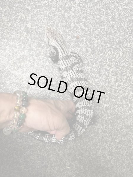 画像4: アザンアオジタトカゲ (4)