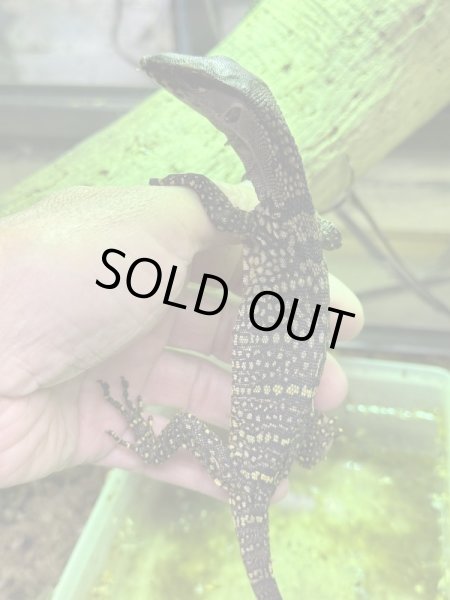 画像2: ラフネックモニター (2)